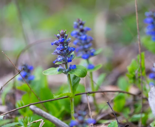 Bloeiende bugle planten — Stockfoto