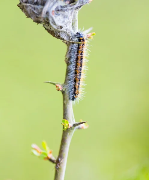 Tree attacked by caterpillar — Stock Photo, Image