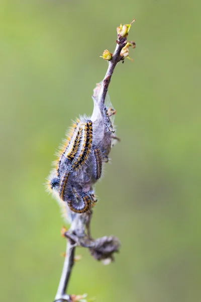 Tree attacked by caterpillars — Stock Photo, Image