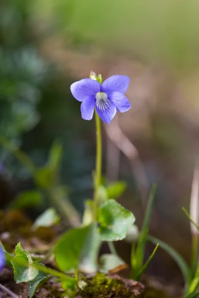 Floraison violette sauvage — Photo