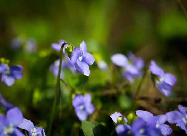 Wild violets blooming — Stock Photo, Image