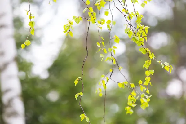 Березовые листья — стоковое фото