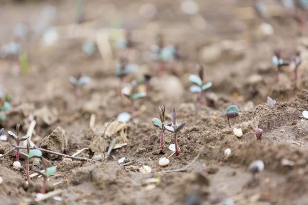 Sprouts of buckwheat — Stock Photo, Image