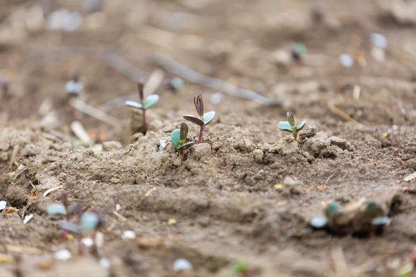 Spruiten van boekweit, close-up — Stockfoto