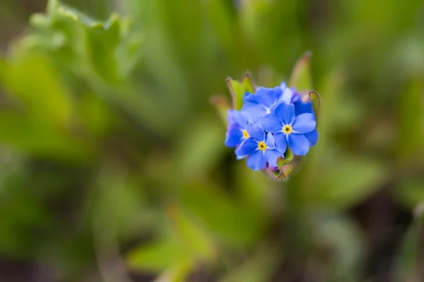 Blue forget me nots — Stock Photo, Image