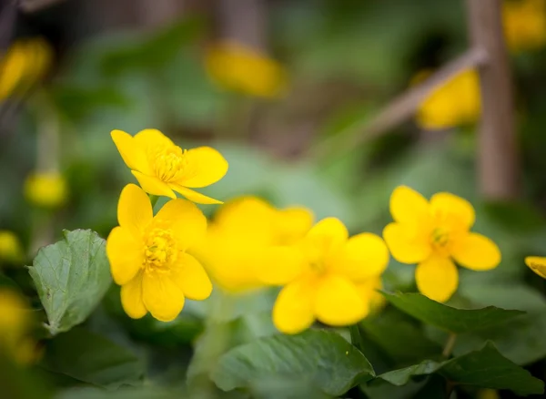 Gelbe wilde Ringelblumen blühen — Stockfoto