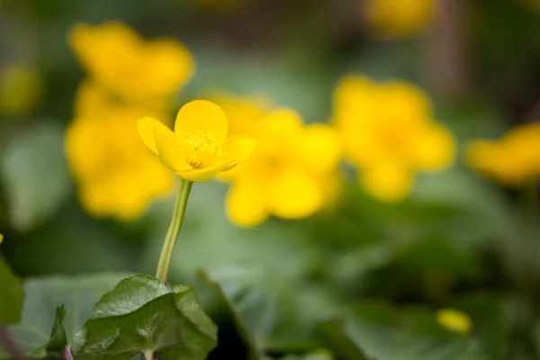 Żółte nagietki dziki kwitnący — Zdjęcie stockowe