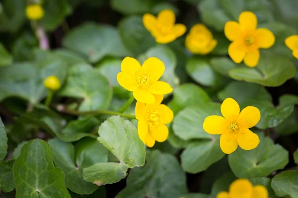 Gelbe wilde Ringelblumen blühen — Stockfoto