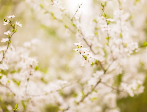 Weiße Blüten des Pflaumenbaums — Stockfoto