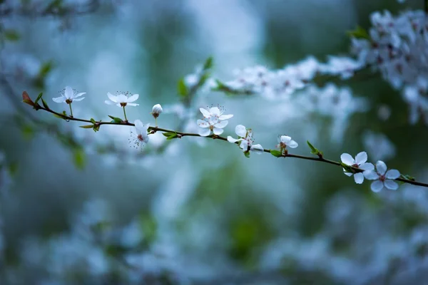 Flores blancas de ciruelo — Foto de Stock