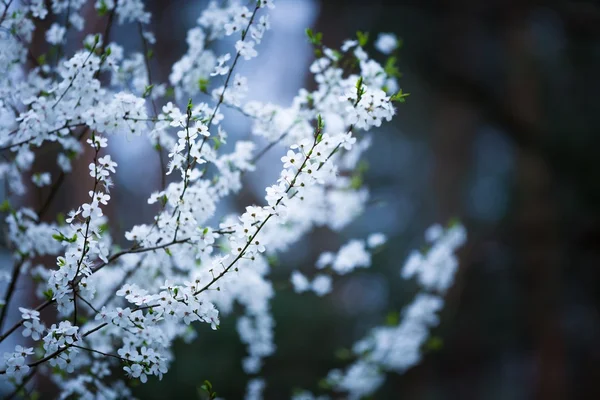 Fleurs blanches de prunier — Photo