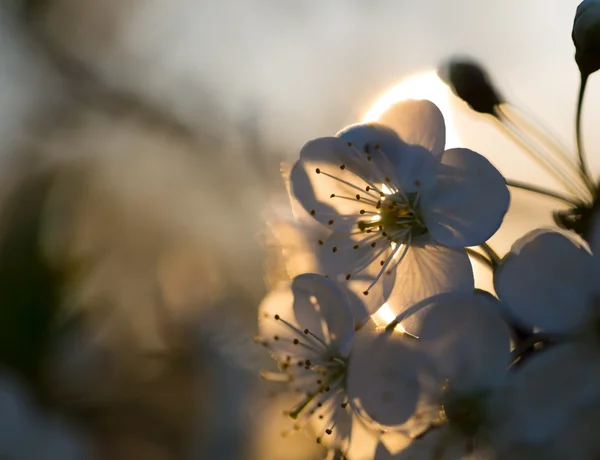 Hermosas flores de cerezo — Foto de Stock