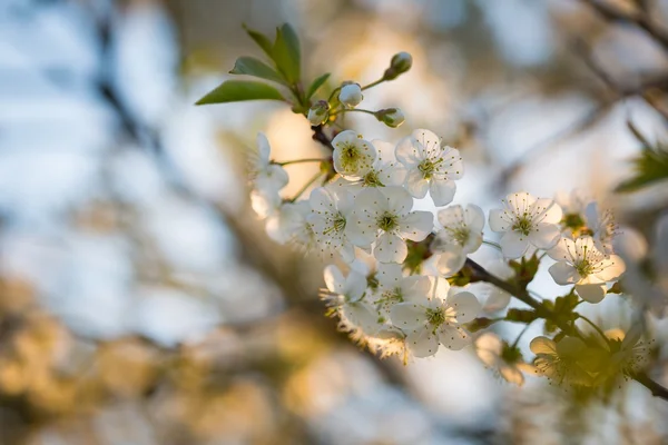 Schöne Blumen des Kirschbaums — Stockfoto