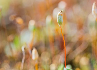 Beutiful çiçek açan yosun