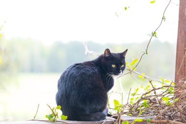 Açık havada oturma yerli kedi