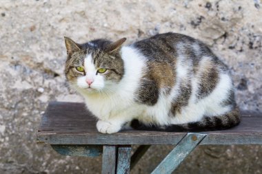 Açık havada oturma yerli kedi