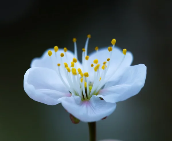 Hermosa flor de cerezo — Foto de Stock