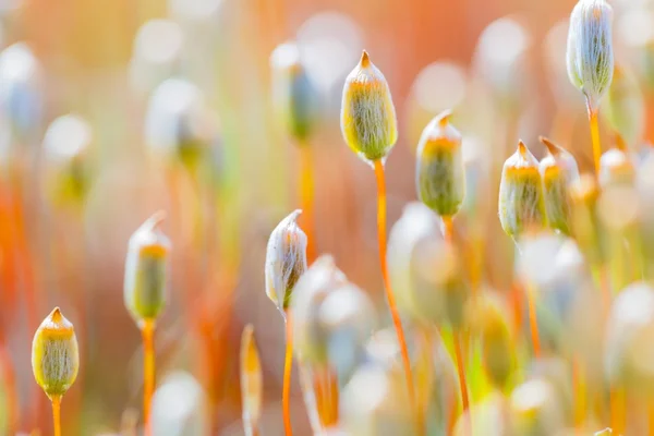 Beutiful çiçek açan yosun — Stok fotoğraf