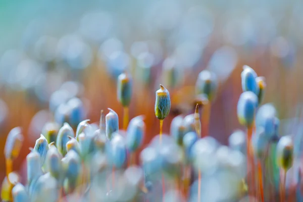 Beutiful çiçek açan yosun