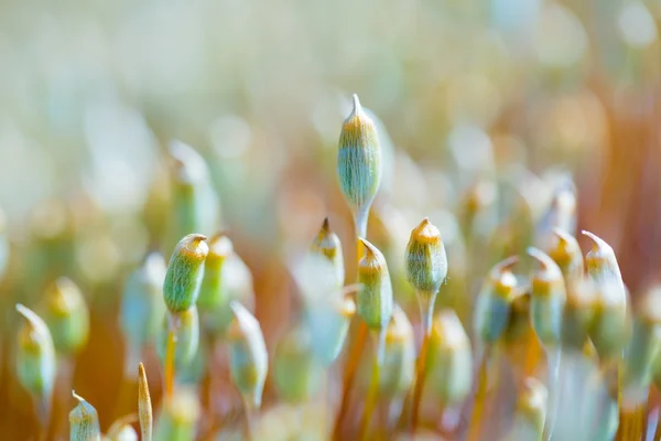 Beutiful çiçek açan yosun — Stok fotoğraf