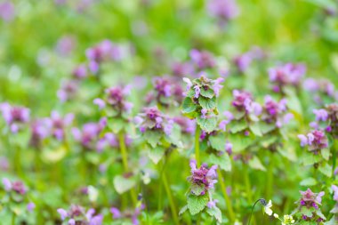 Boru otu çiçek açan