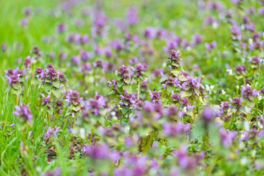 Boru otu çiçek açan