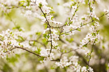 Güzel çiçek açan kiraz ağacı