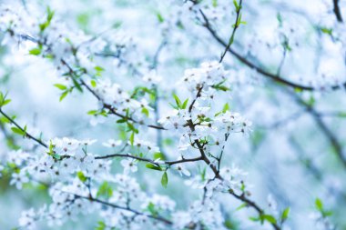 Güzel çiçek açan kiraz ağacı