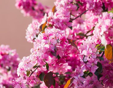 Paradise elma-ağaç çiçek