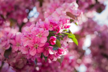 Paradise elma-ağaç çiçek