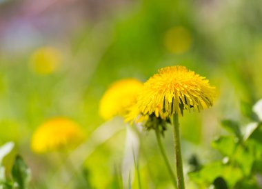 Güzel çiçek açan karahindiba