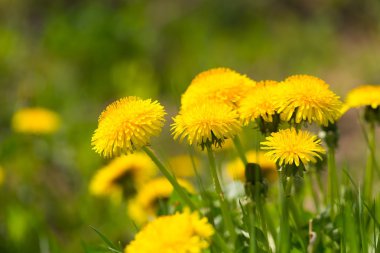 Güzel çiçek açan karahindiba