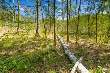 Ölü ağaç gövdeleri ile sulak