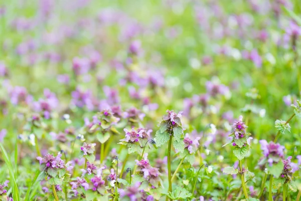 Polnice trávu kvetoucí — Stock fotografie