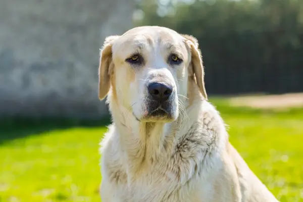 Büyük köpek — Stok fotoğraf