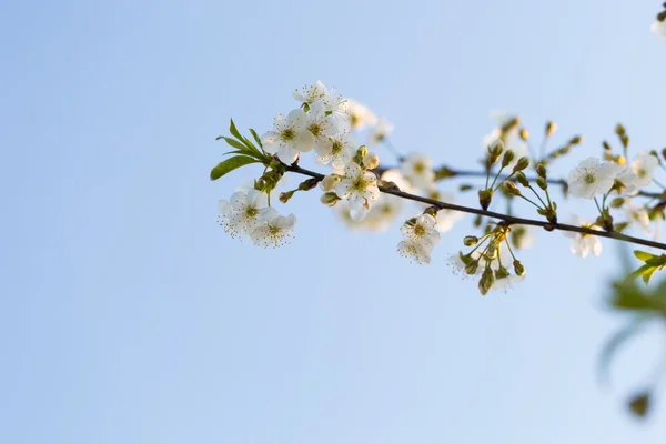 Bela árvore de cereja florescente — Fotografia de Stock