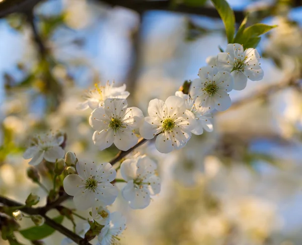 美しい桜の木 — ストック写真