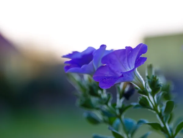 Blooming blue petunia flowers — Stock Photo, Image