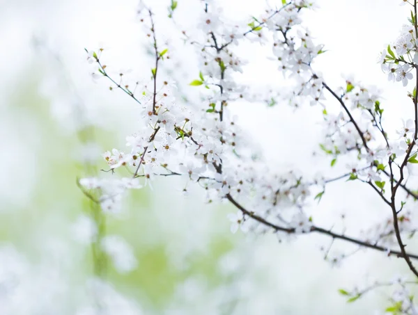 Bela árvore de cereja florescente — Fotografia de Stock