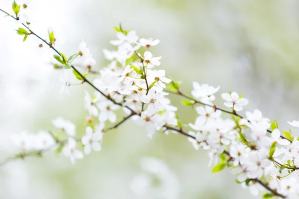 Bela árvore de cereja florescente — Fotografia de Stock