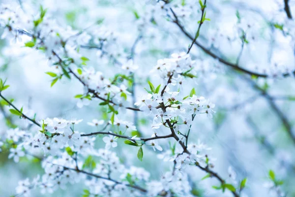 Hermoso cerezo en flor —  Fotos de Stock