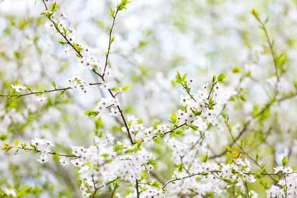 美丽的樱桃树 — 图库照片