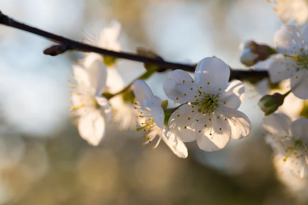 Hermoso cerezo en flor —  Fotos de Stock