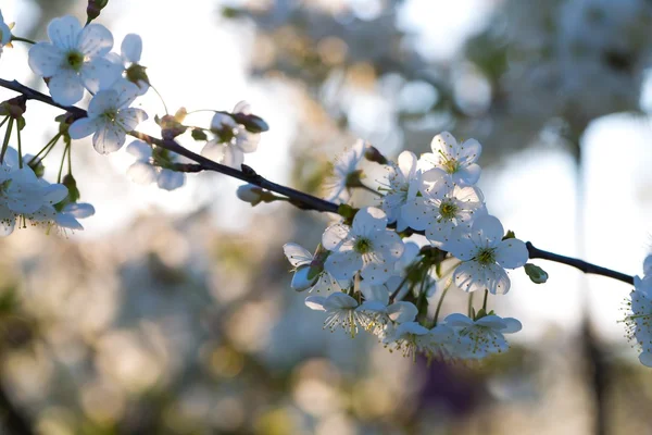 Hermoso cerezo en flor — Foto de Stock