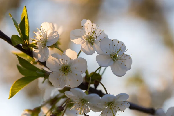 美しい桜の木 — ストック写真