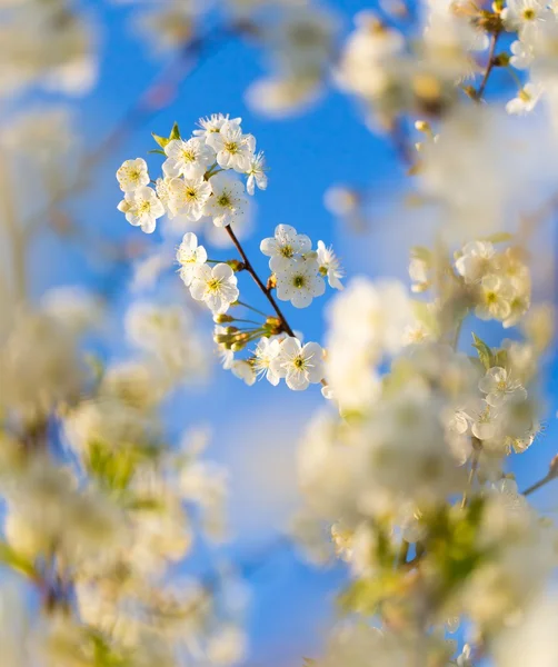 Krásná kvetoucí třešeň — Stock fotografie