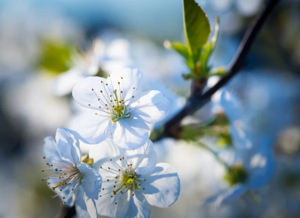 美丽的樱桃树 — 图库照片