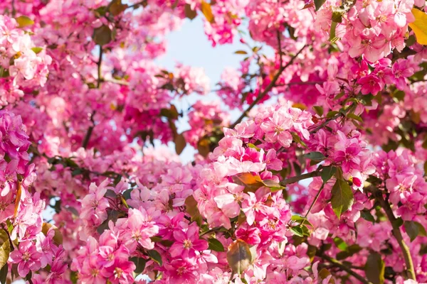 楽園のリンゴの木の花 — ストック写真