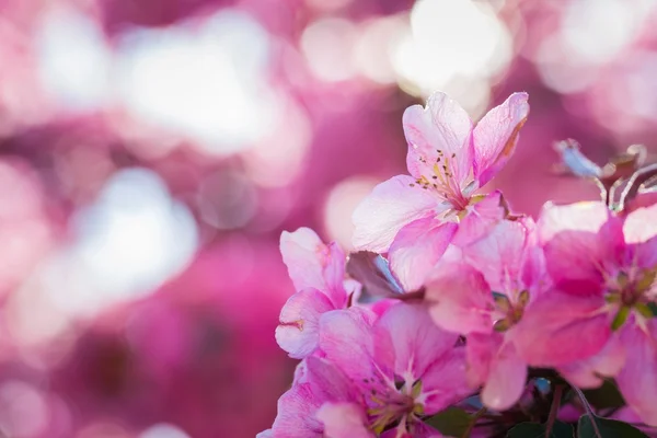 楽園のリンゴの木の花 — ストック写真