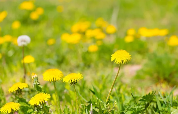 Beautiful blooming dandelions — Stock Photo, Image